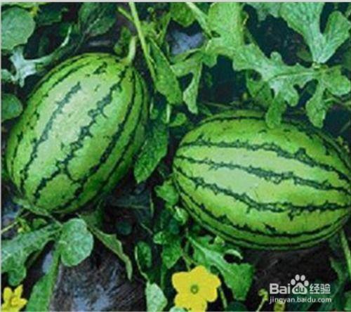 你们在网上吃瓜,揭秘热门事件背后的真相与笑料